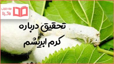تحقیق در مورد کرم ابریشم