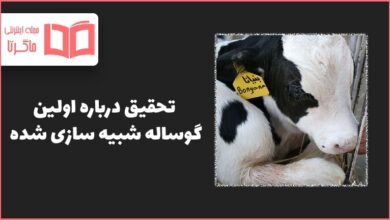 تحقیق درباره اولین گوساله شبیه سازی شده