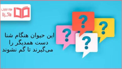 این حیوان هنگام شنا دست همدیگر را میگیرند تا گم نشوند