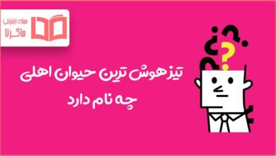 تیزهوش ترین حیوان اهلی چه نام دارد