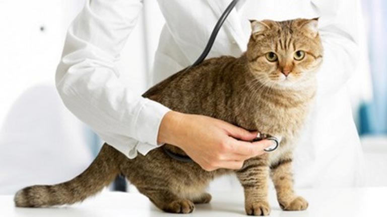 لیست بیماری های گربه خانگی برای انسان و راهکار های مناسب
