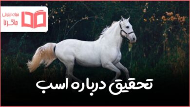 تحقیق درباره اسب