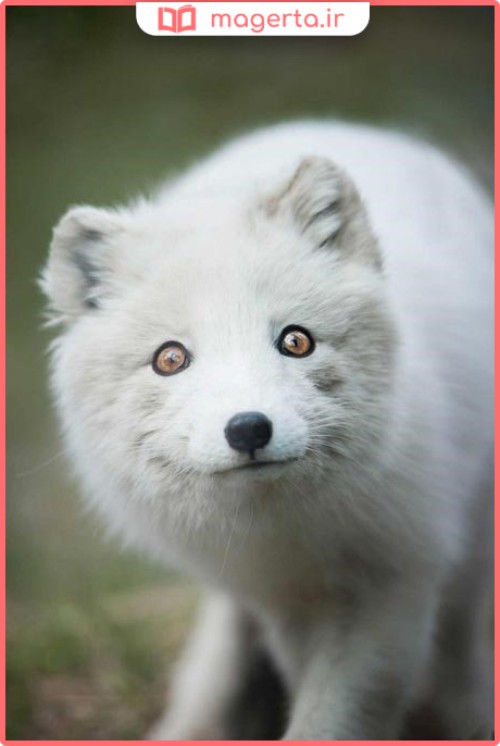 روباه قطبی