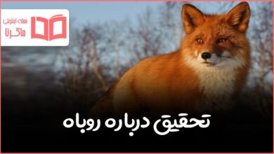 تحقیق درباره روباه و خصوصیات آنها