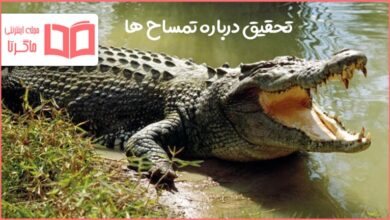 تحقیق درباره تمساح ها