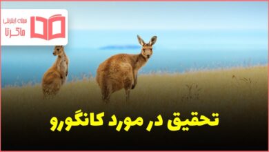 تحقیق در مورد کانگورو چگونگی نگهداری از بچه ها