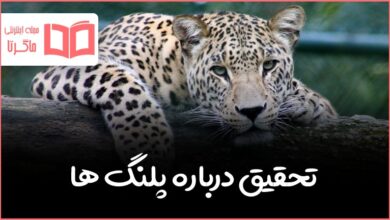 تحقیق درباره پلنگ ها