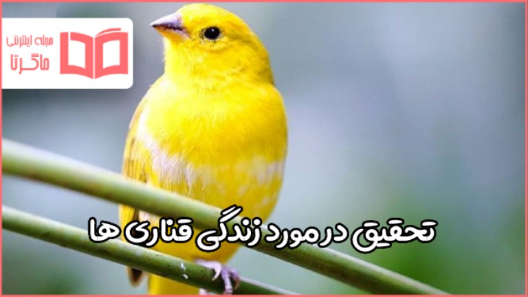 تحقیق در مورد قناری برای کودکان