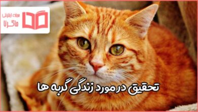 تحقیق در مورد زندگی گربه ها