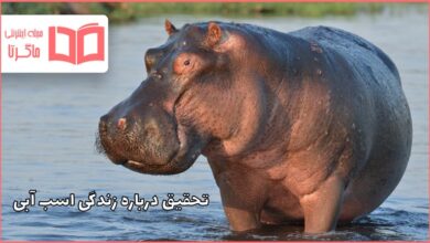 تحقیق درباره زندگی اسب آبی