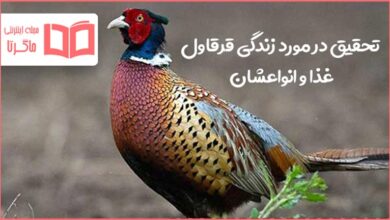 تحقیق درباره زندگی قرقاول ها