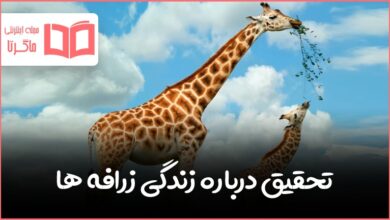تحقیق درباره زندگی زرافه ها