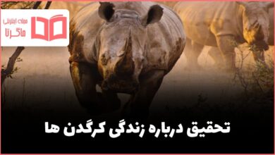 تحقیق درباره زندگی کرگدن ها