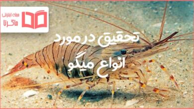 تحقیق در مورد انواع میگو و خواص و مضرات آن