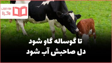 معنی ضرب المثل «تا گوساله گاو شود دل صاحبش آب شود»