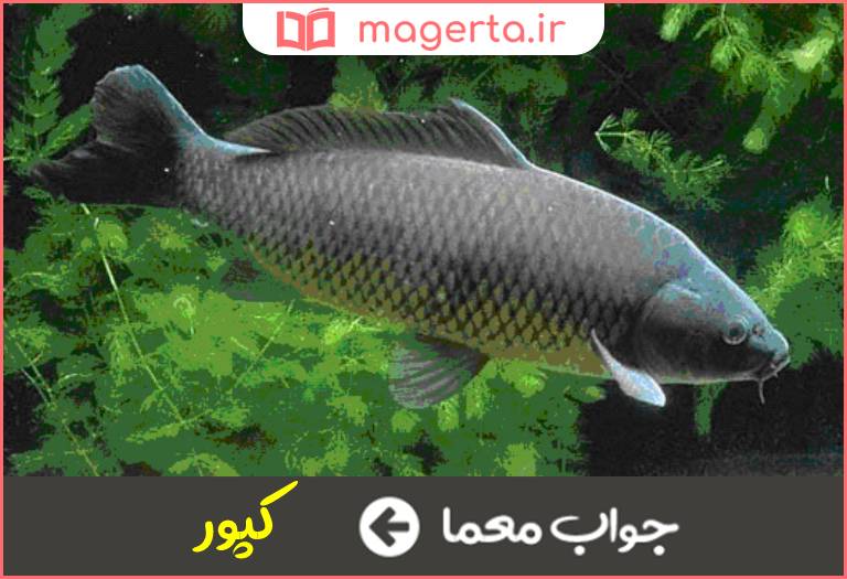 جواب معما گونه ای ماهی که در ایران ماهیگیران بسیار صید می کنند در جدول