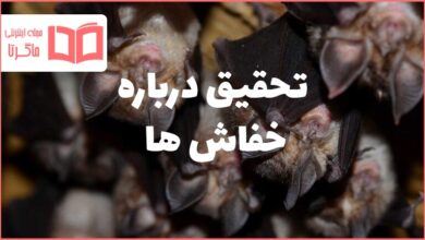 تحقیق درباره خفاش ها