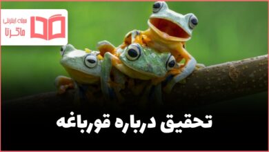 تحقیق درباره قورباغه