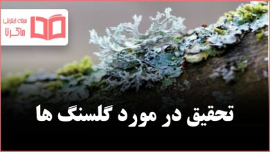 تحقیق در مورد گلسنگ ها و کاربردشان