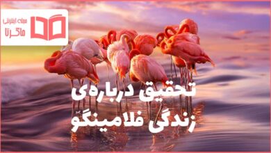 تحقیق درباره زندگی فلامینگو
