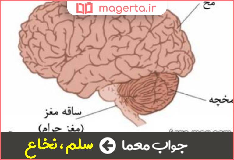 جواب معما مغز حرام در حل جدول