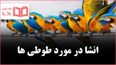 انشا درباره طوطی