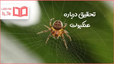 تحقیق درباره عنکبوت
