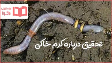 تحقیق درباره کرم خاکی