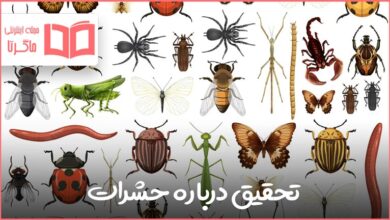 تحقیق در مورد حشرات