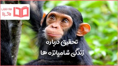 تحقیق درباره زندگی شامپانزه ها