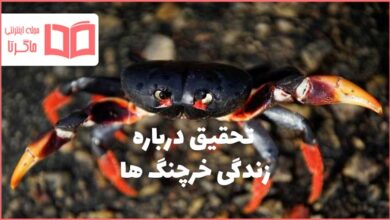 تحقیق درباره زندگی خرچنگ ها