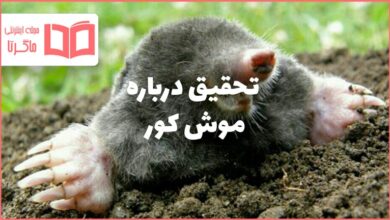 تحقیق درباره موش کور