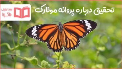تحقیق درباره پروانه مونارک