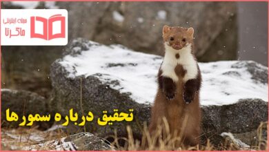 تحقیق درباره سمورها