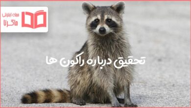 تحقیق درباره راکون ها