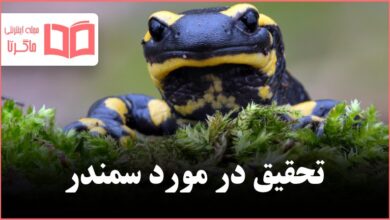 تحقیق در مورد سمندر سوم ابتدایی