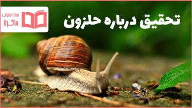 تحقیق درباره حلزون