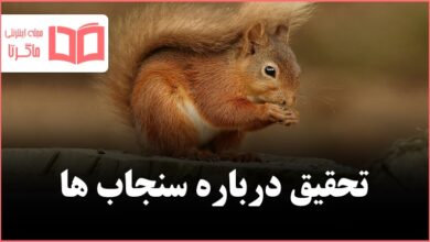 تحقیق درباره سنجاب ها