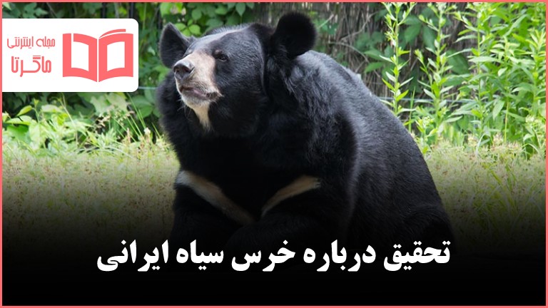 تحقیق درباره خرس سیاه ایرانی