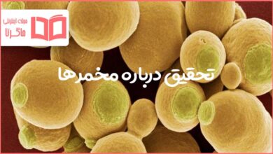 تحقیق درباره مخمرها