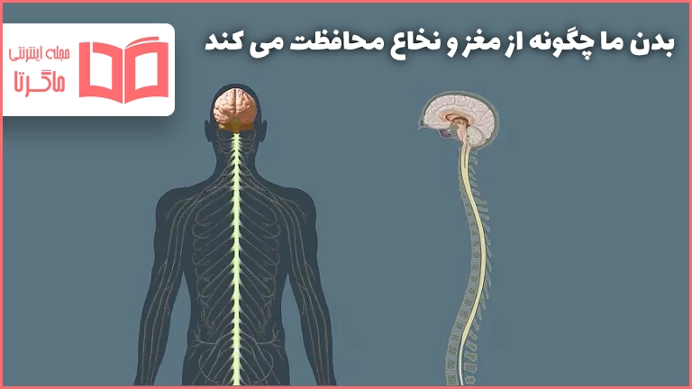 بدن ما چگونه از مغز و نخاع محافظت می کند