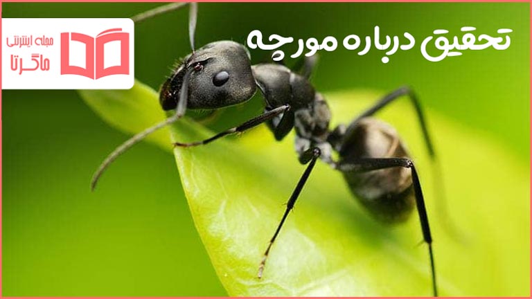 تحقیق در مورد مورچه