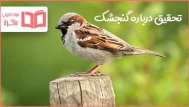 تحقیق درباره گنجشک