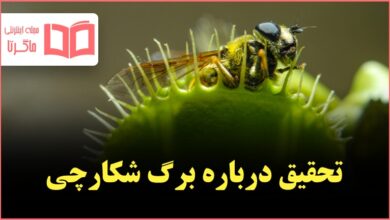 تحقیق درباره برگ شکارچی علوم ششم