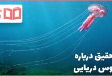 تحقیق درباره عروس دریایی