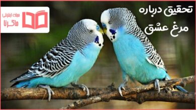 تحقیق در مورد مرغ عشق