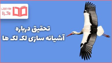 تحقیق درباره آشیانه سازی لک لک ها