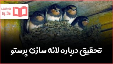 تحقیق درباره لانه سازی پرستو کلاس دوم