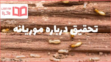 تحقیق درباره موریانه