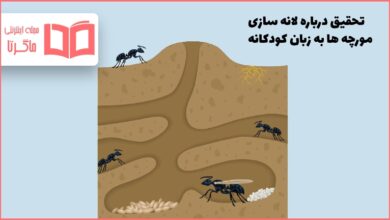 تحقیق درباره لانه سازی مورچه ها